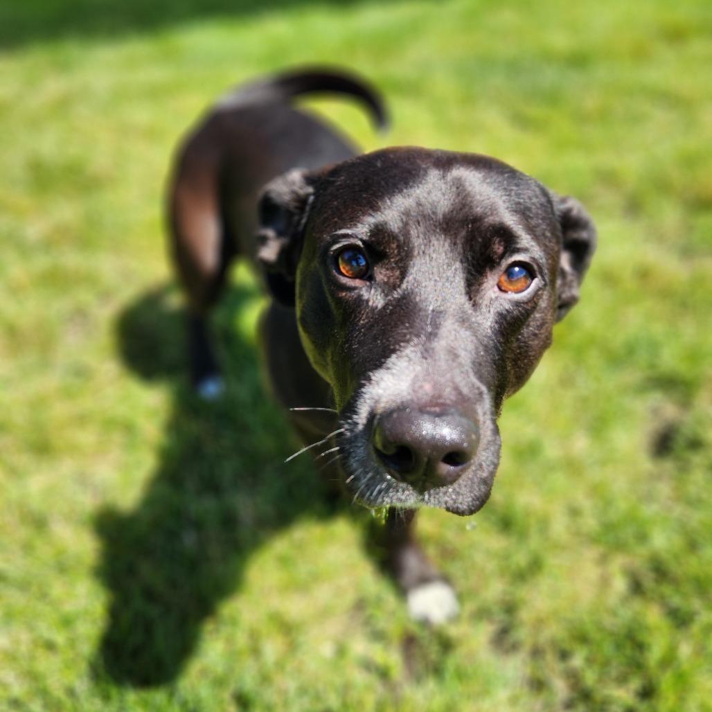 Skrimp, Adoptable, Adult Male Pit Bull Terrier.