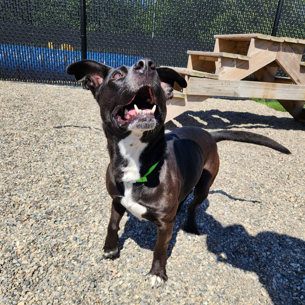 Skrimp, a Adoptable Pit Bull Terrier in Fort Wayne, IN image 2/4