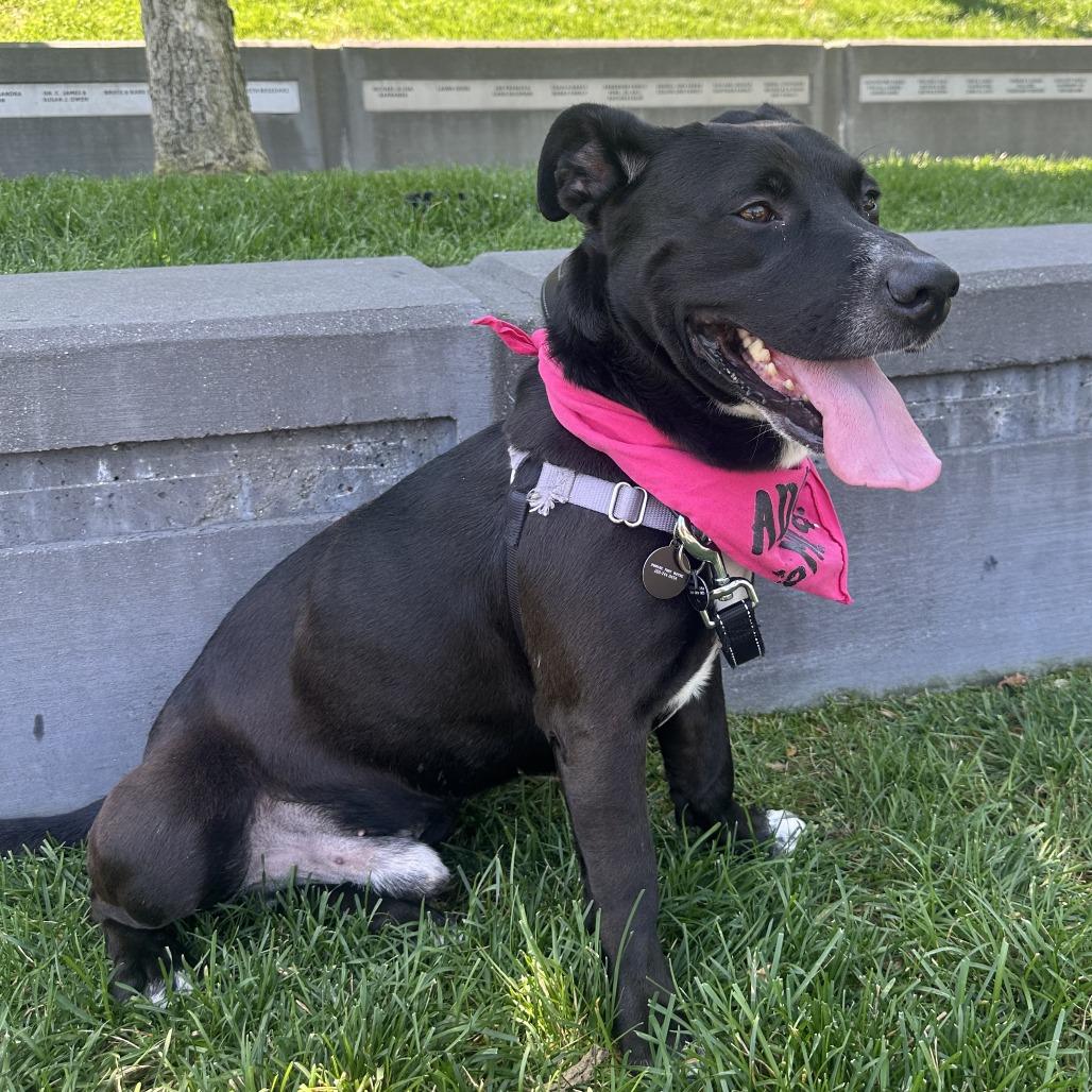 Skrimp, a Adoptable Pit Bull Terrier in Fort Wayne, IN image 3/4
