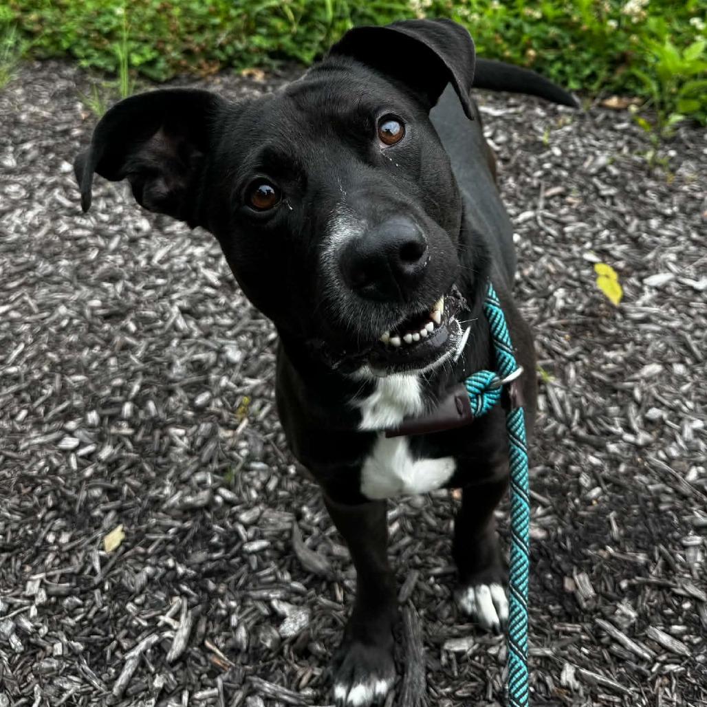 Skrimp, a Adoptable Pit Bull Terrier in Fort Wayne, IN image 4/4