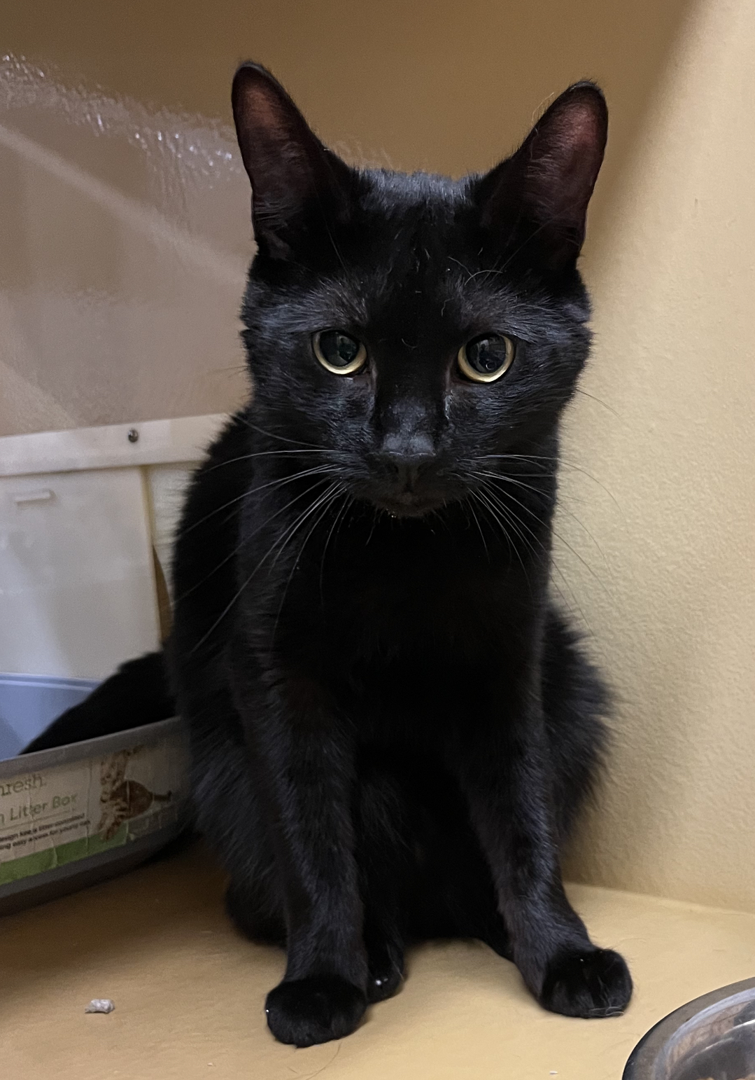 Enlarge Apollo, an adoptable Domestic Short Hair in North Haven, CT image 2/2