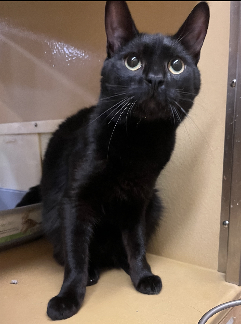 Apollo, adoptable, Young Male Domestic Short Hair.