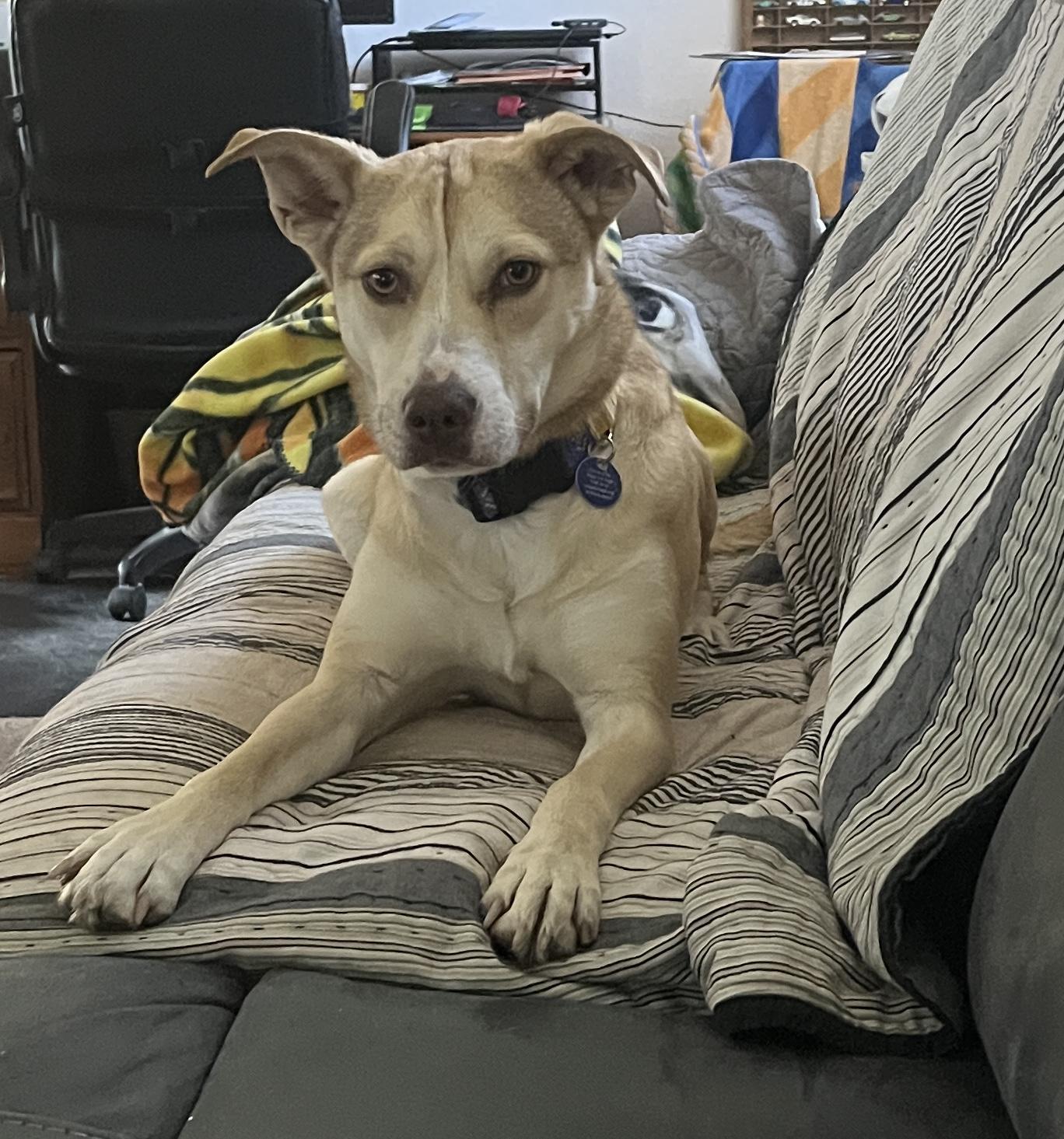 Wilma, Adoptable, Adult Female Black Mouth Cur & Mixed Breed.