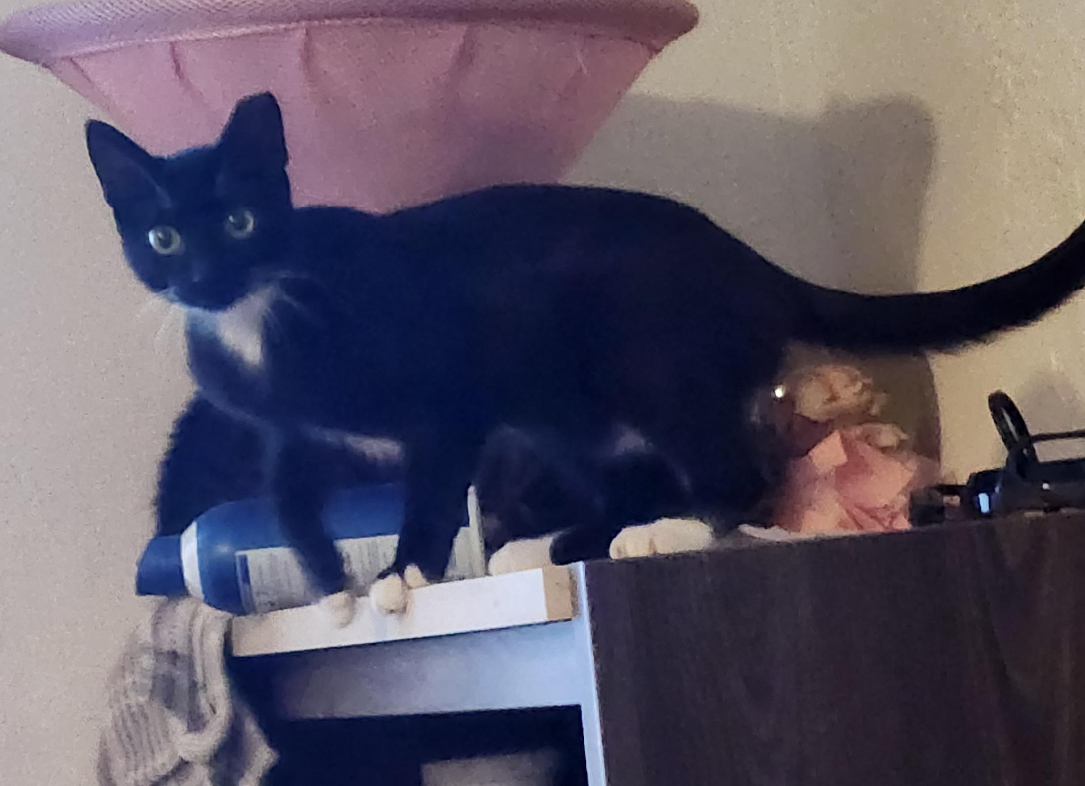 Hunter, ADOPTABLE, Young Male Domestic Short Hair.