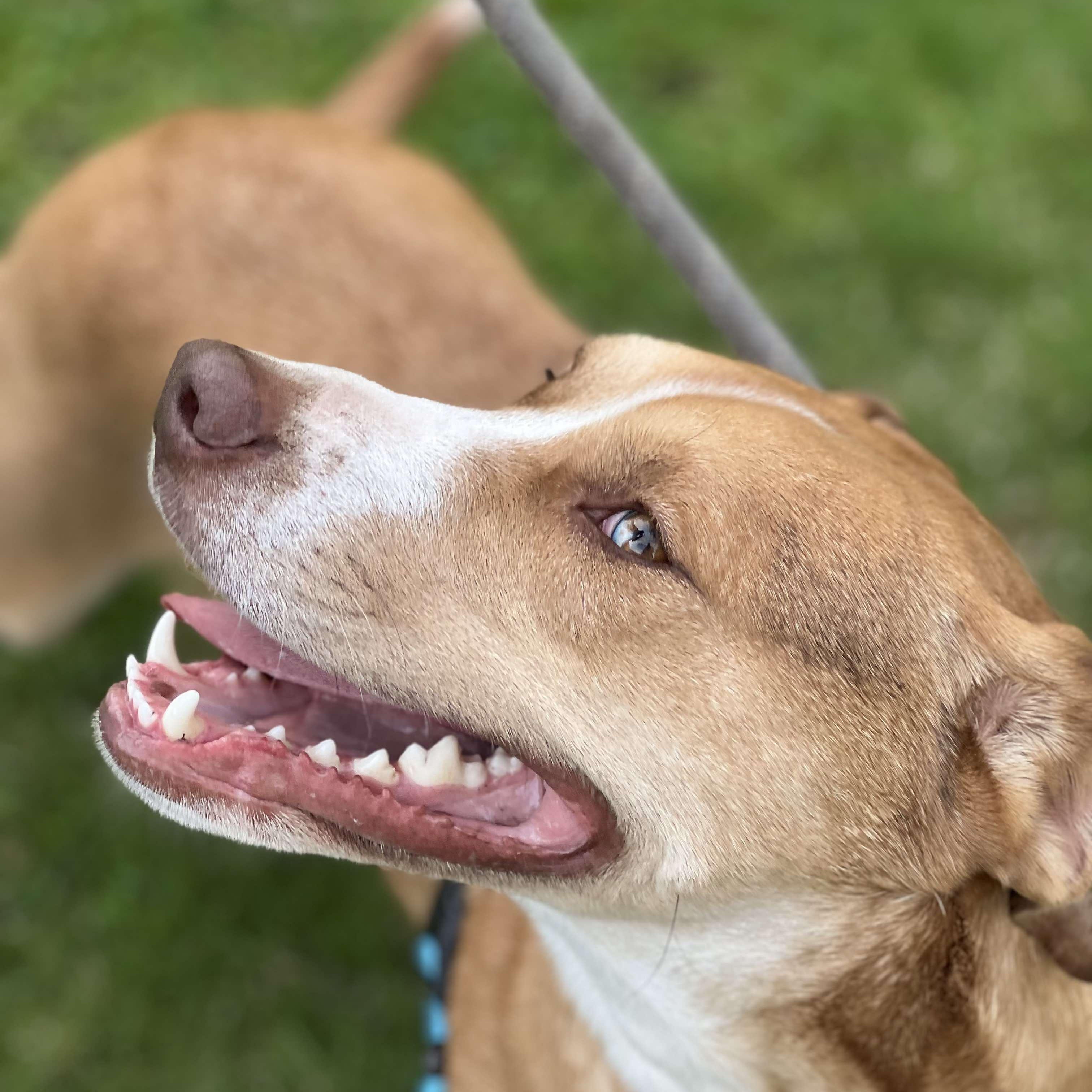 Anderson, an adoptable Hound, Labrador Retriever in Rochester, NY, 14609 | Photo Image 1