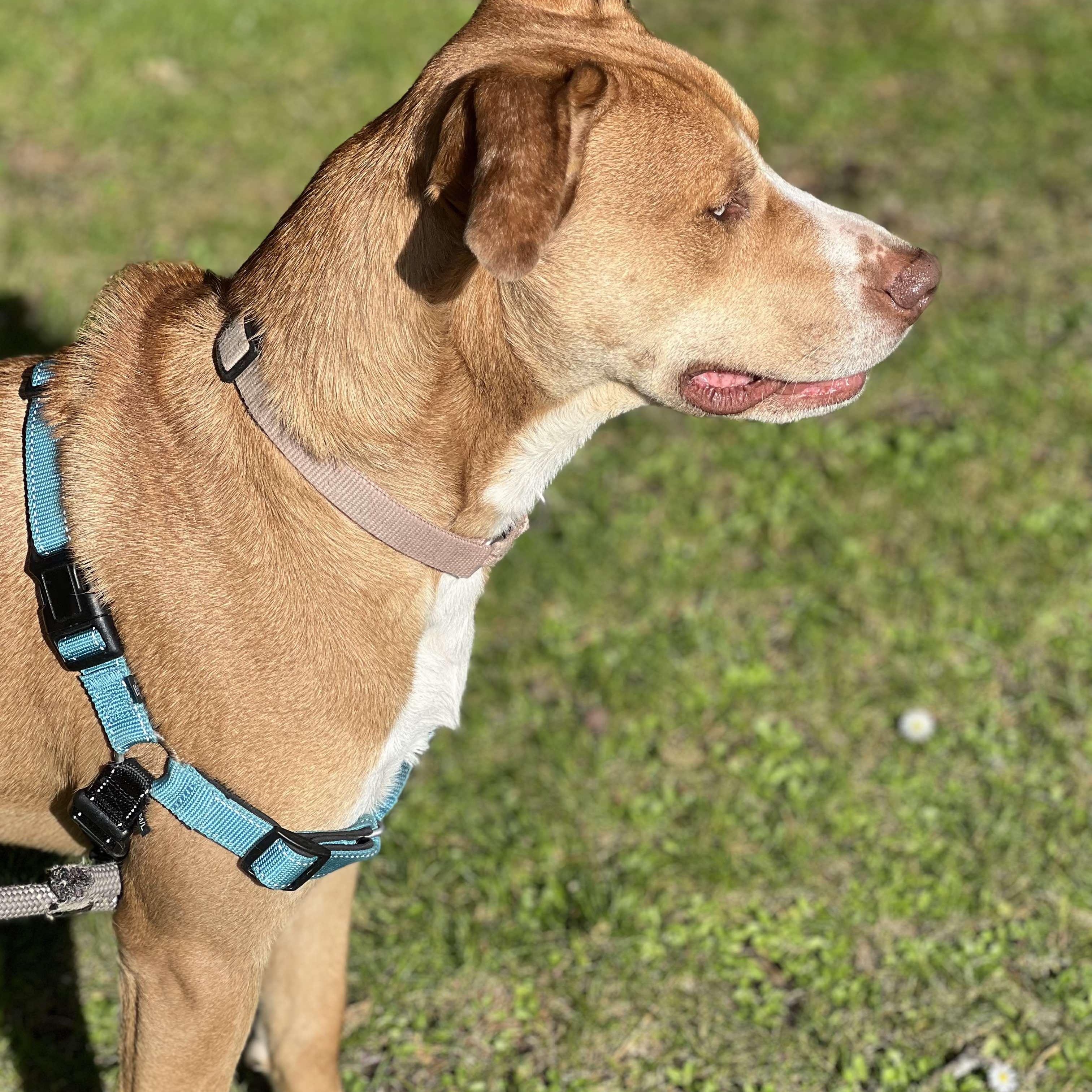 Anderson, an adoptable Hound, Labrador Retriever in Rochester, NY, 14609 | Photo Image 2