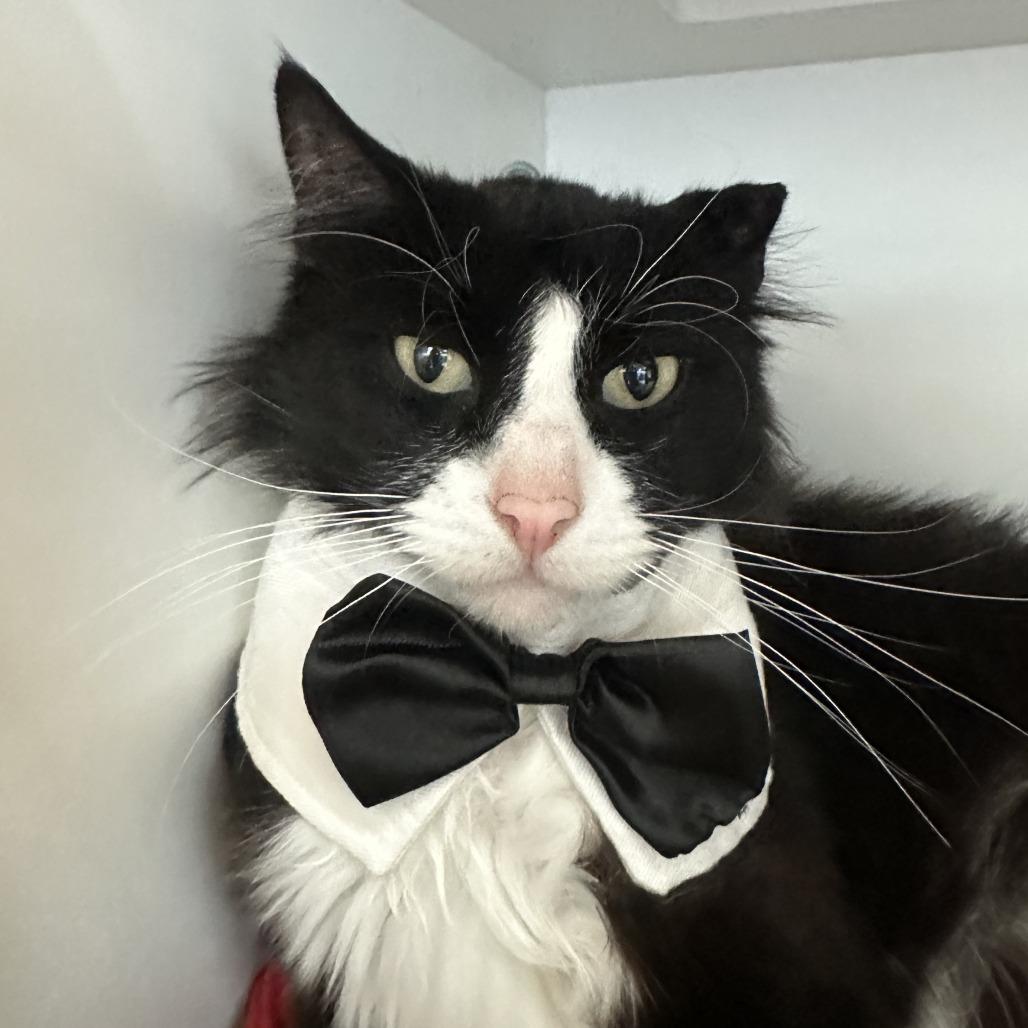 Enlarge Nudibranch, a Adoptable Domestic Medium Hair in Park City, UT image 1/6