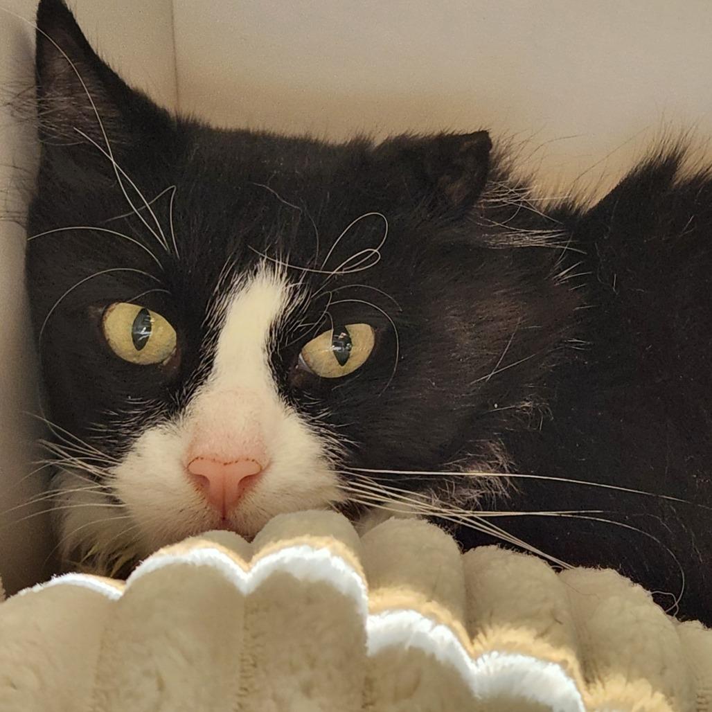 Enlarge Nudibranch, a Adoptable Domestic Medium Hair in Park City, UT image 2/6