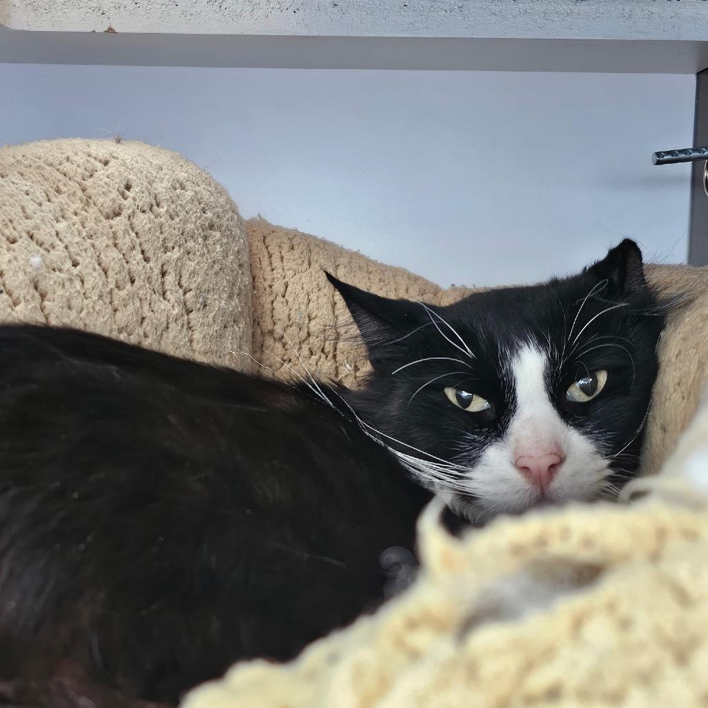 Enlarge Nudibranch, a Adoptable Domestic Medium Hair in Park City, UT image 5/6