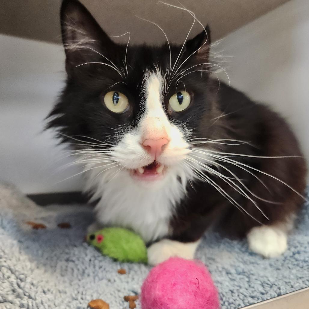 Enlarge Nudibranch, a Adoptable Domestic Medium Hair in Park City, UT image 6/6