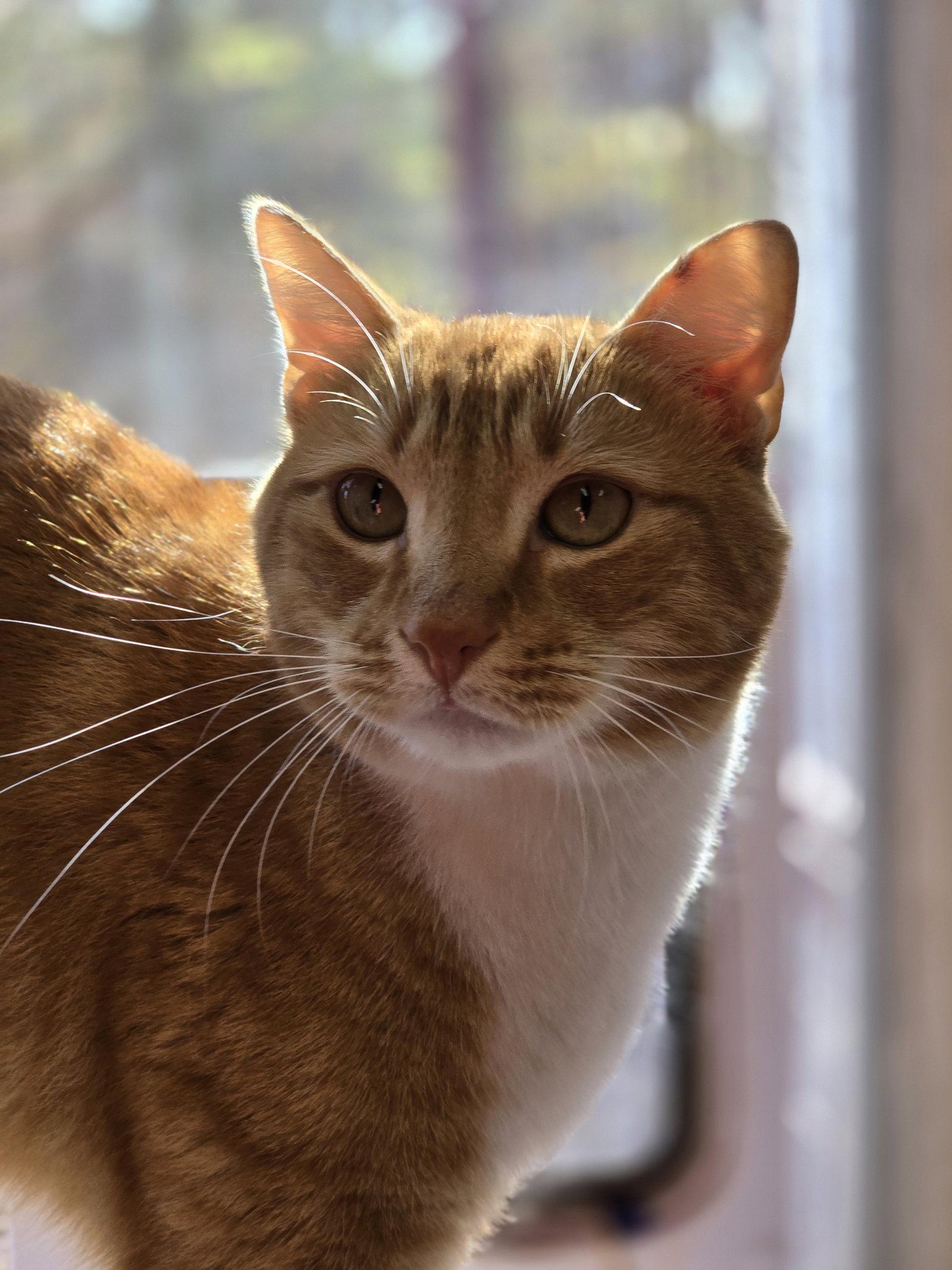 Sunny, Adopted, Young Male Domestic Short Hair.
