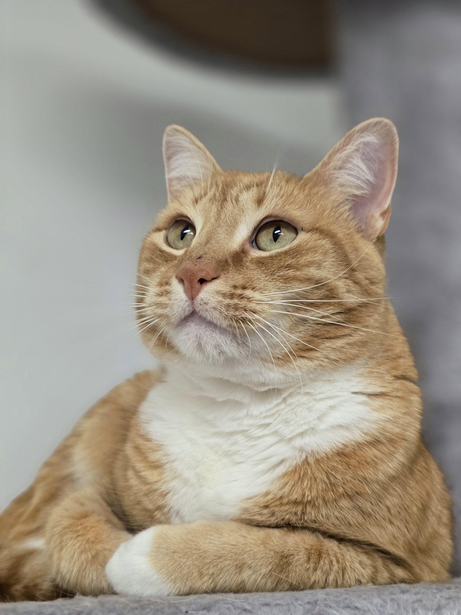 Enlarge Sunny, a Adopted Domestic Short Hair in Locust Grove, GA image 2/3