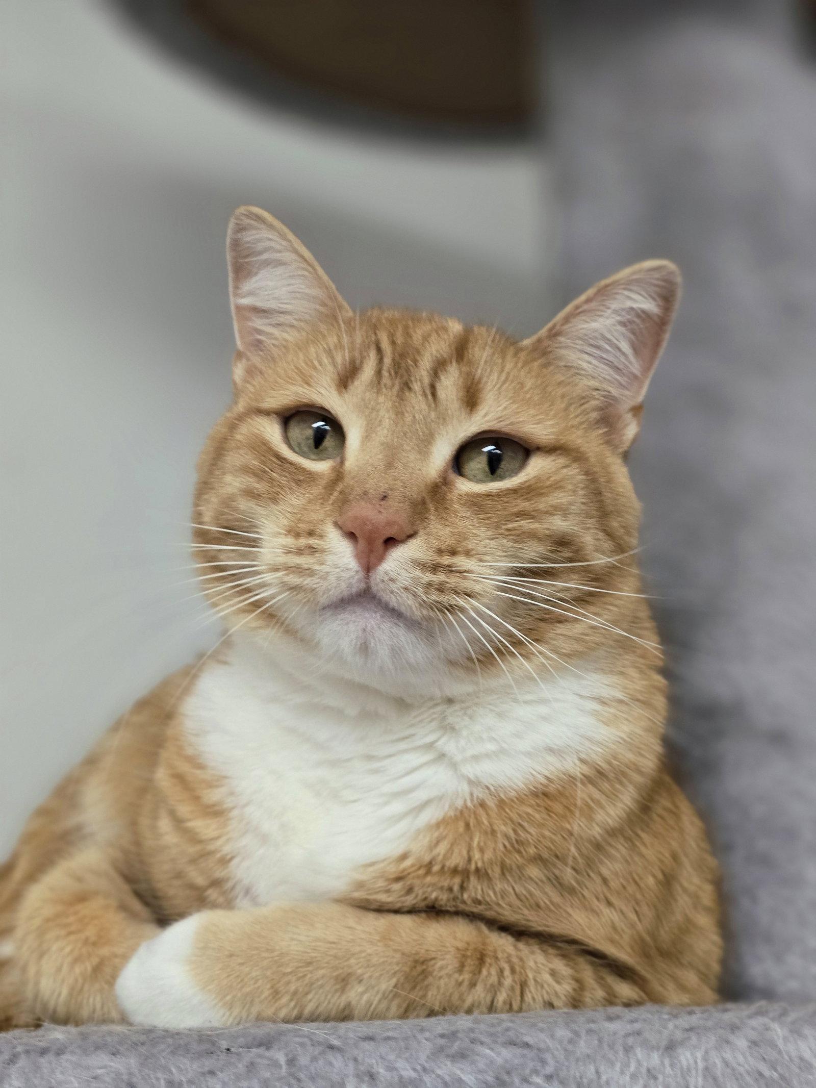 Enlarge Sunny, a Adopted Domestic Short Hair in Locust Grove, GA image 3/3