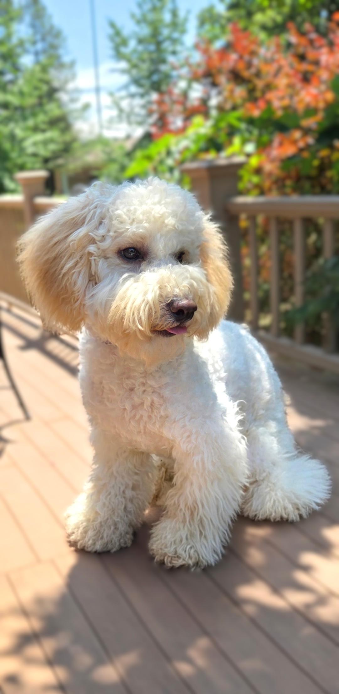 Enlarge Moose, a ADOPTABLE Goldendoodle in Bridgeton, MO image 4/6