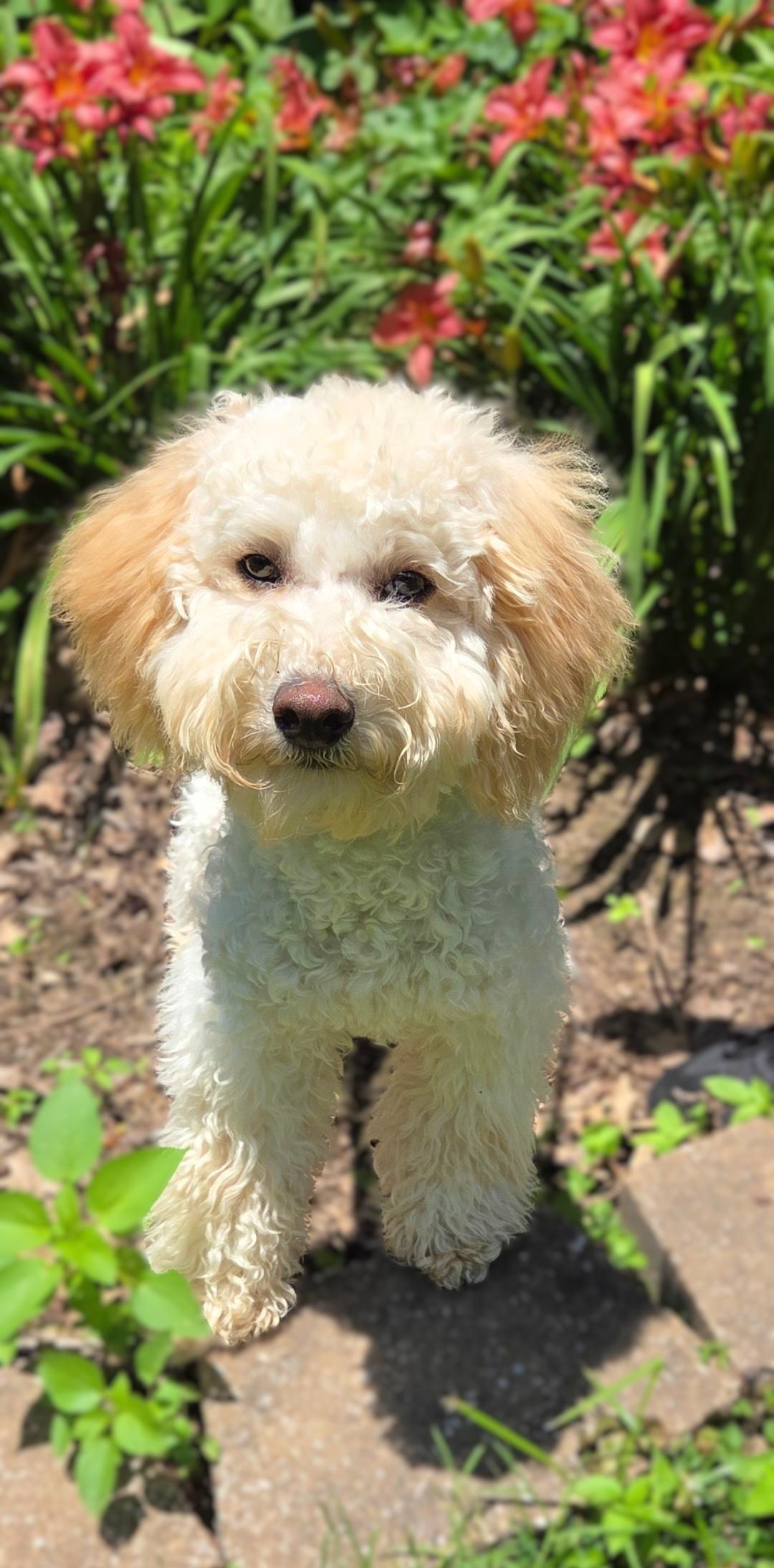 Enlarge Moose, a ADOPTABLE Goldendoodle in Bridgeton, MO image 2/6