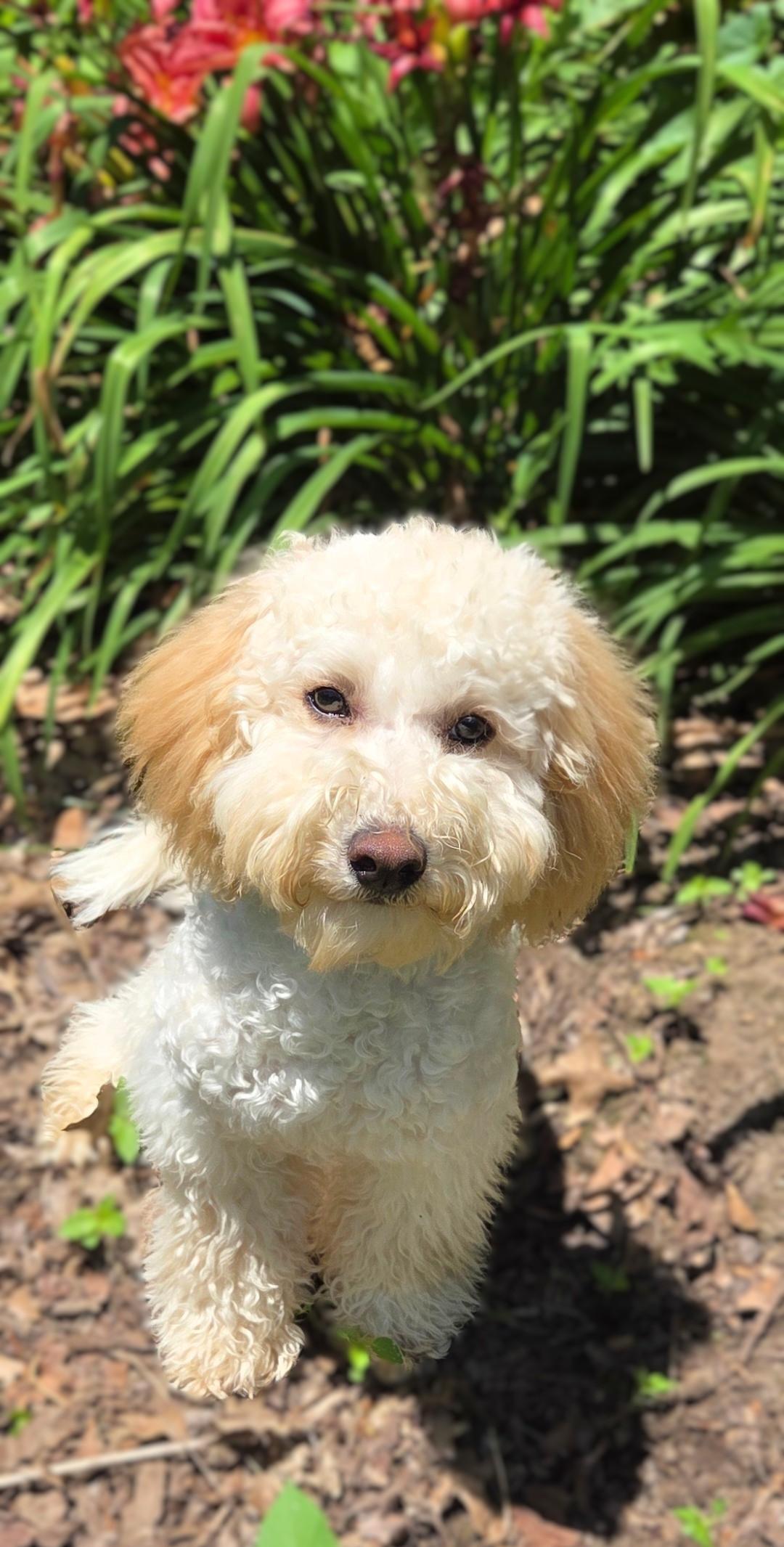 Enlarge Moose, a ADOPTABLE Goldendoodle in Bridgeton, MO image 5/6
