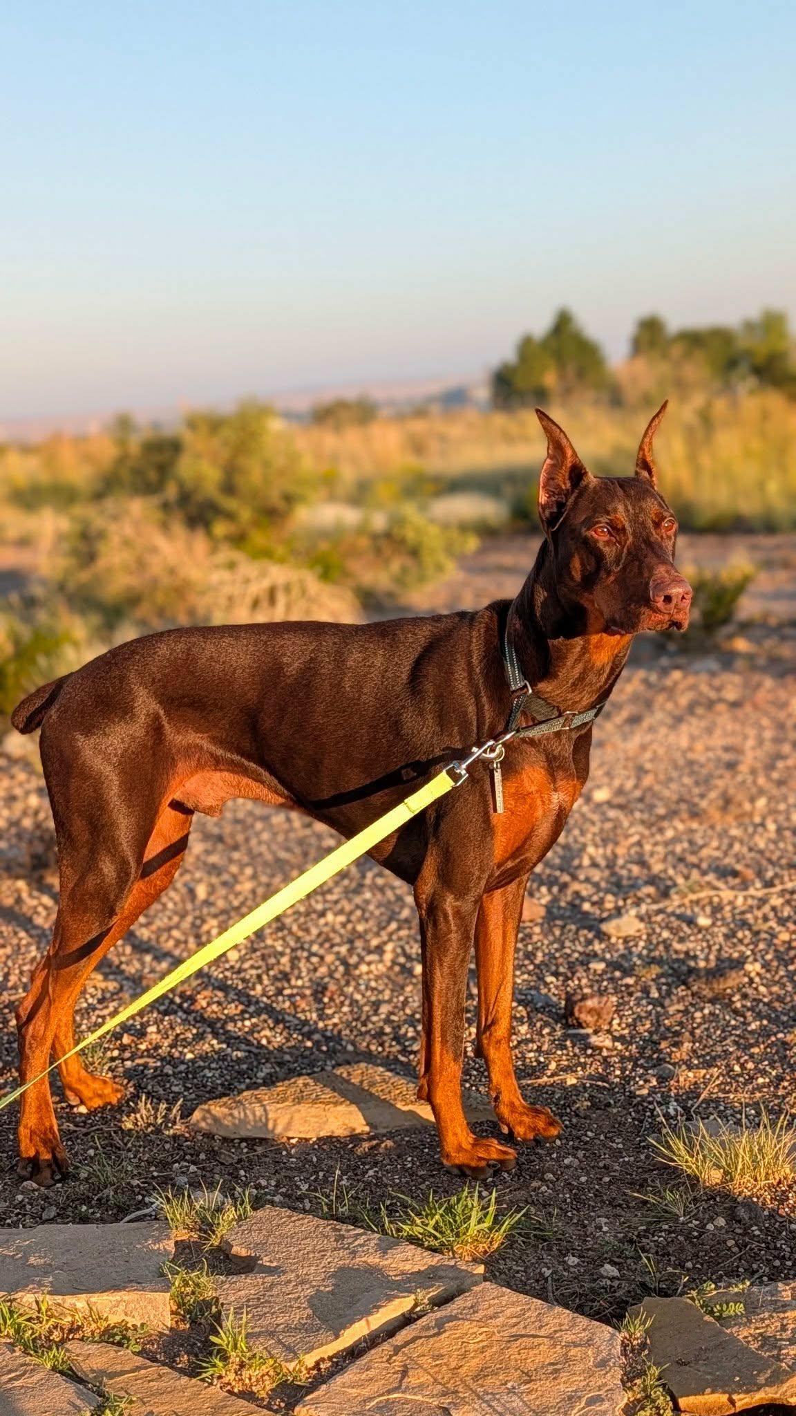 Enlarge Bonz, a Adoptable Doberman Pinscher in Benbrook, TX image 5/5