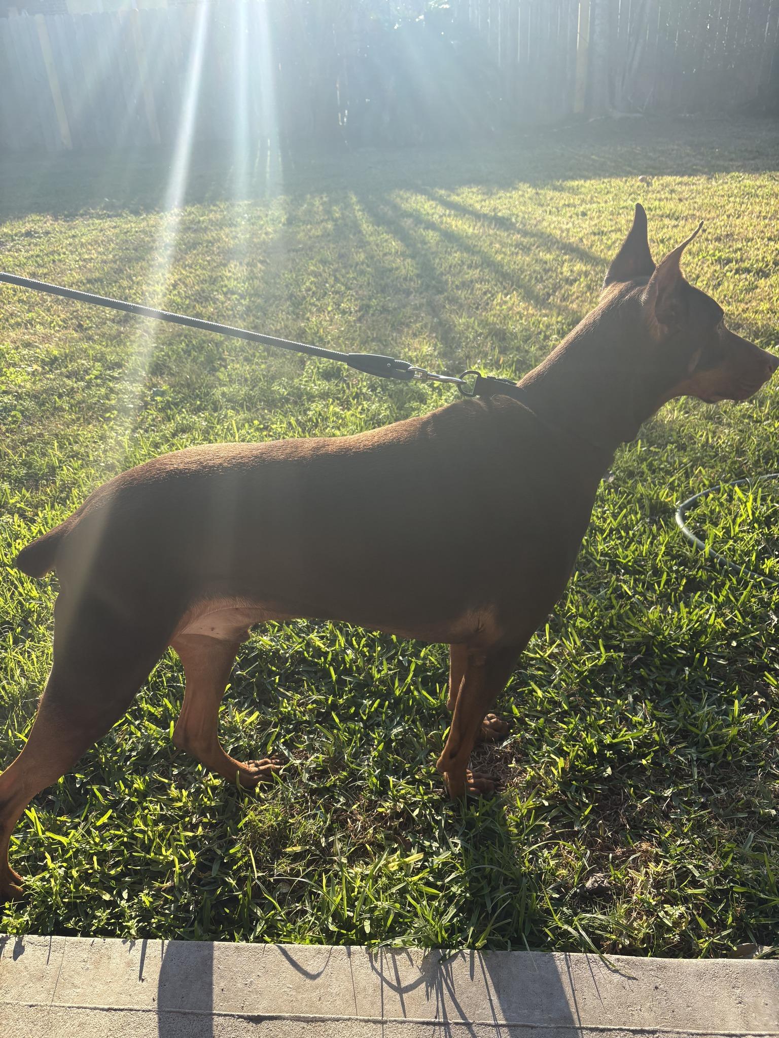 Enlarge Bonz, a Adoptable Doberman Pinscher in Benbrook, TX image 3/5