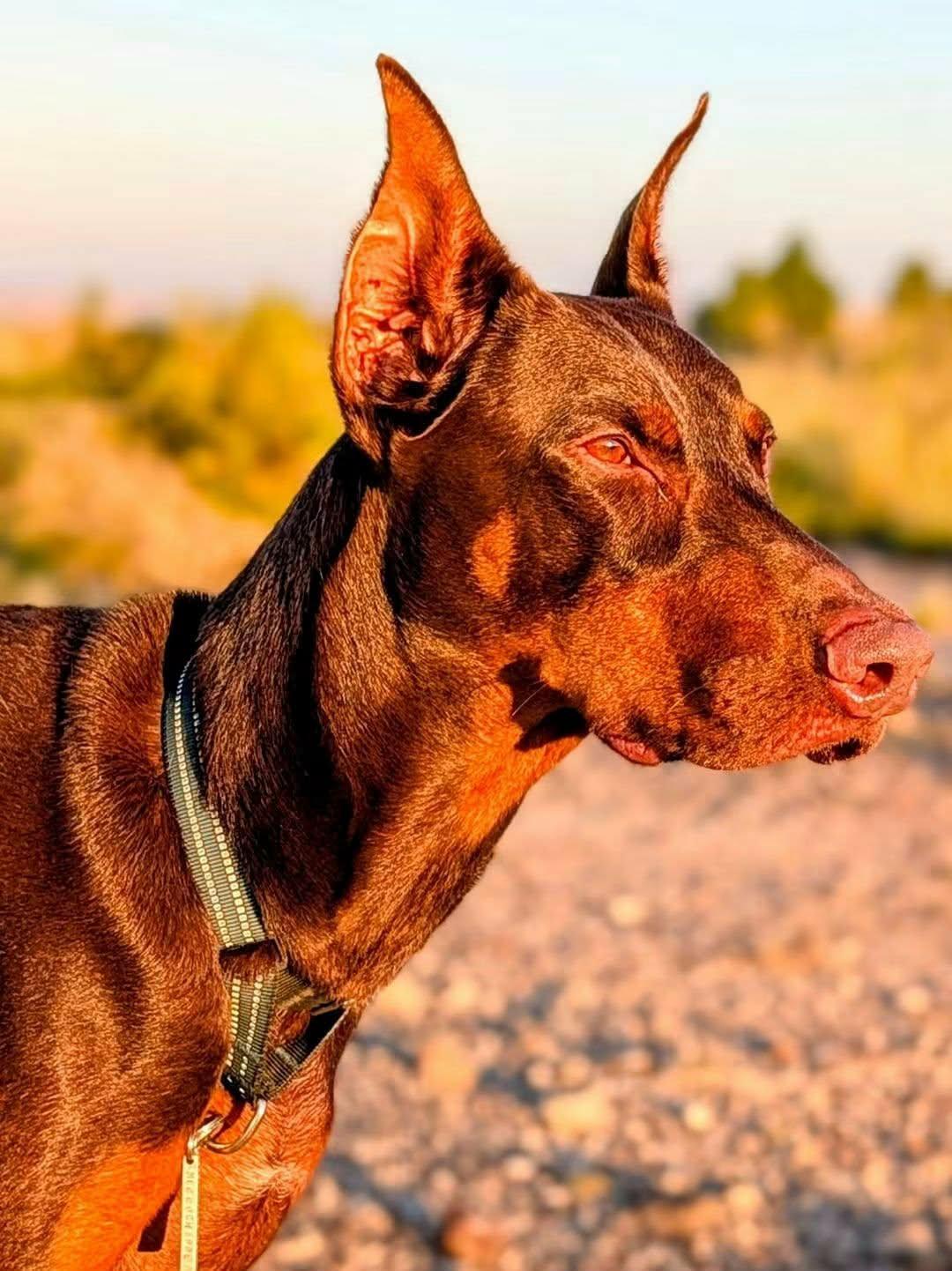 Enlarge Bonz, a Adoptable Doberman Pinscher in Benbrook, TX image 1/5