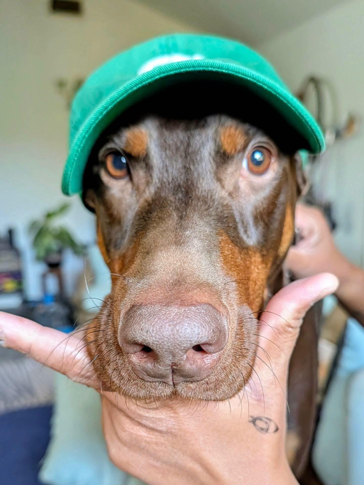 Enlarge Bonz, a Adoptable Doberman Pinscher in Benbrook, TX image 2/5