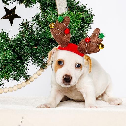 Nutmeg, Adoptable, Puppy Female Mixed Breed.