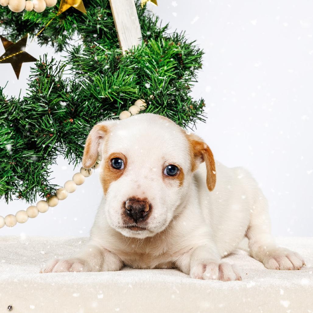 Enlarge Nutmeg, a Adoptable Mixed Breed in Durham, NC image 2/3