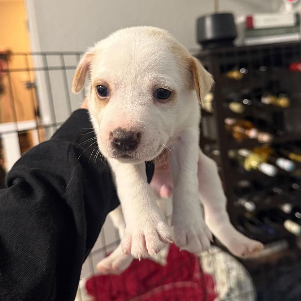 Enlarge Nutmeg, a Adoptable Mixed Breed in Durham, NC image 3/3