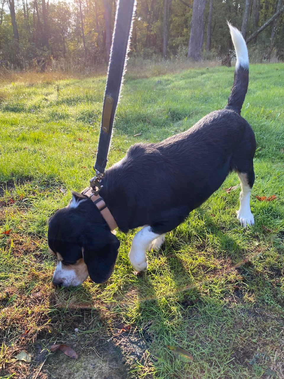 Enlarge Gumee, a Adopted Beagle in State College, PA image 2/3