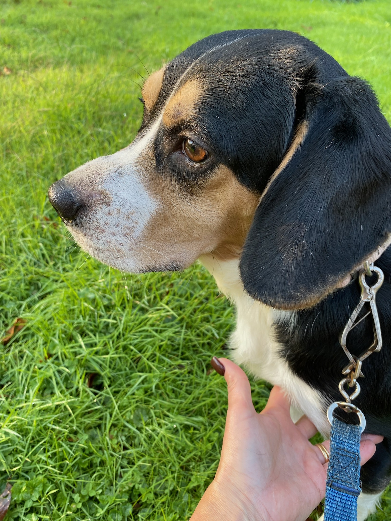 Gumee, Adopted, Young Male Beagle.