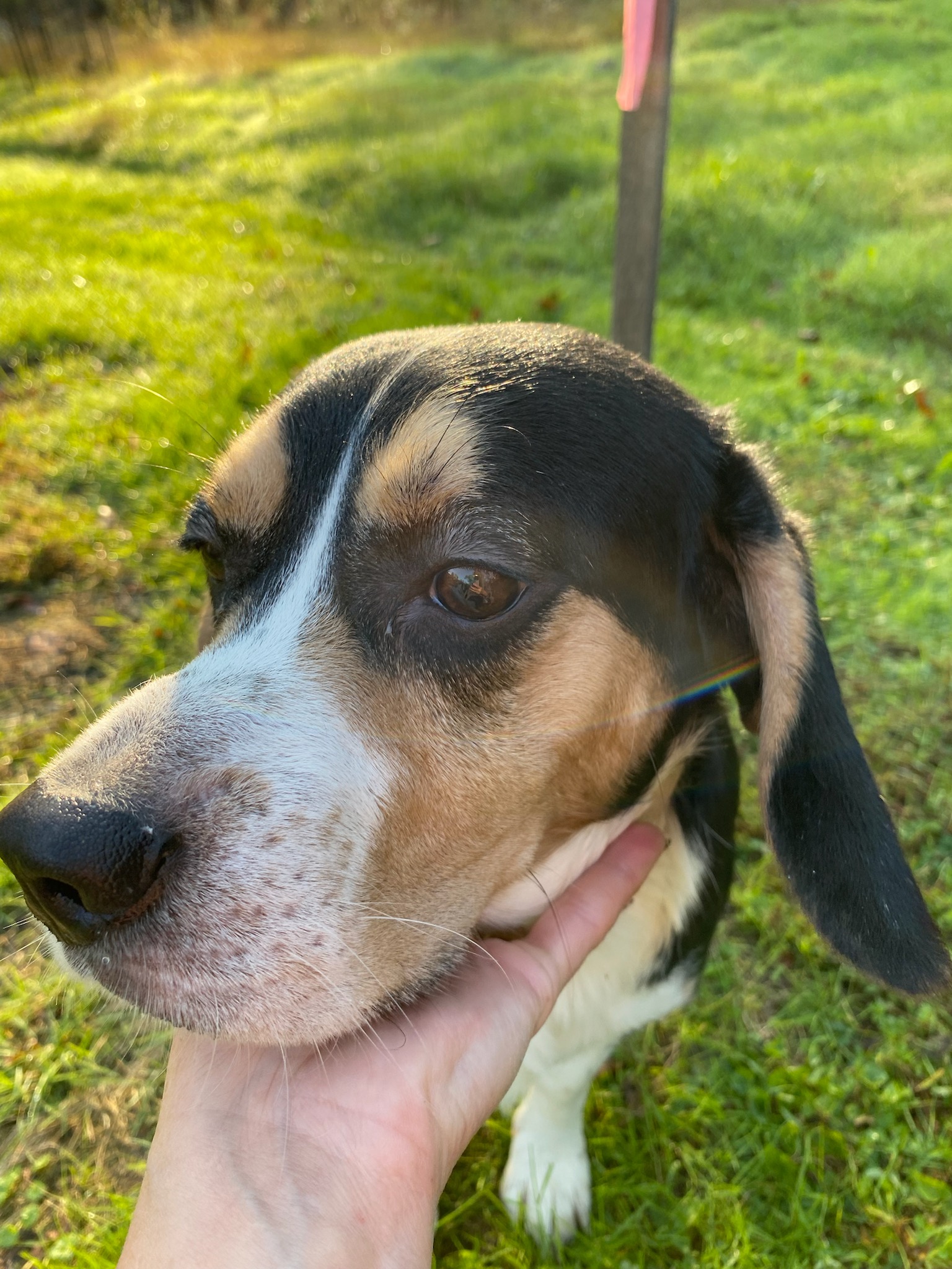 Enlarge Gumee, a Adopted Beagle in State College, PA image 3/3