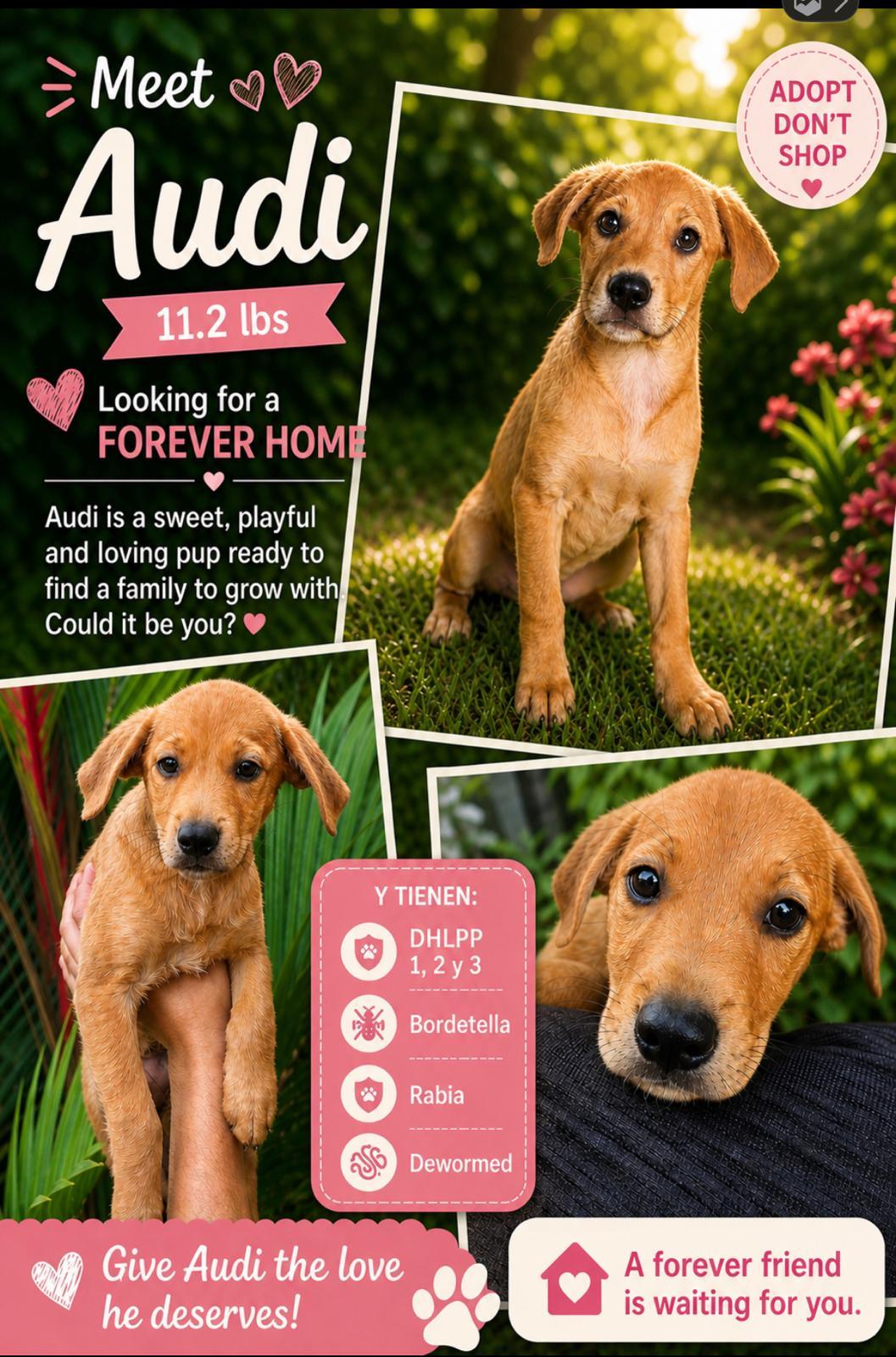 Enlarge Audi, a Adoptable Retriever in Jenkintown, PA image 1/1