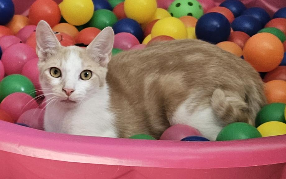 Enlarge Rhett a Sweet & Handsome Kitten Who Purrs a Lot , a ADOPTABLE Domestic Medium Hair in Metairie, LA image 4/6