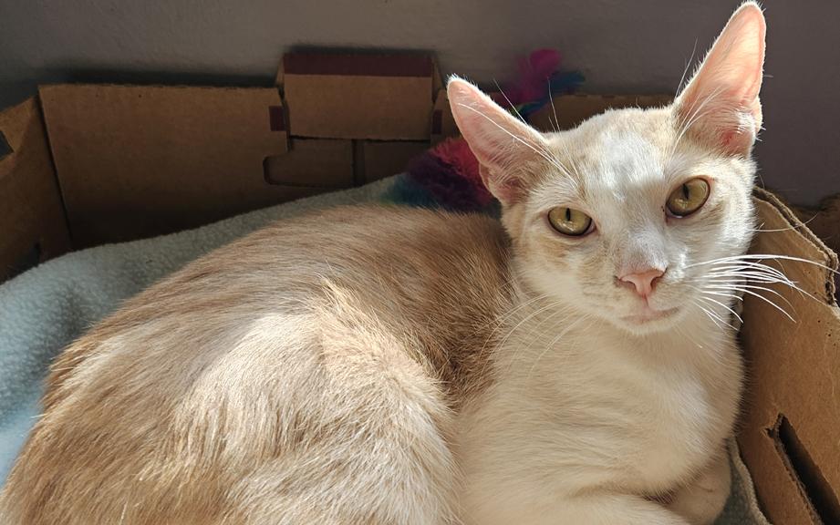 Enlarge Rhett a Sweet & Handsome Kitten Who Purrs a Lot , a ADOPTABLE Domestic Medium Hair in Metairie, LA image 3/6