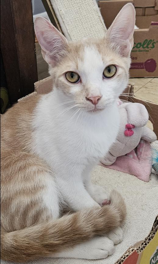 Enlarge Rhett a Sweet & Handsome Kitten Who Purrs a Lot , a ADOPTABLE Domestic Medium Hair in Metairie, LA image 2/6