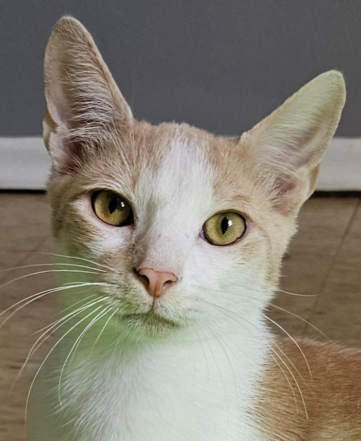 Enlarge Rhett a Sweet & Handsome Kitten Who Purrs a Lot , a ADOPTABLE Domestic Medium Hair in Metairie, LA image 5/6