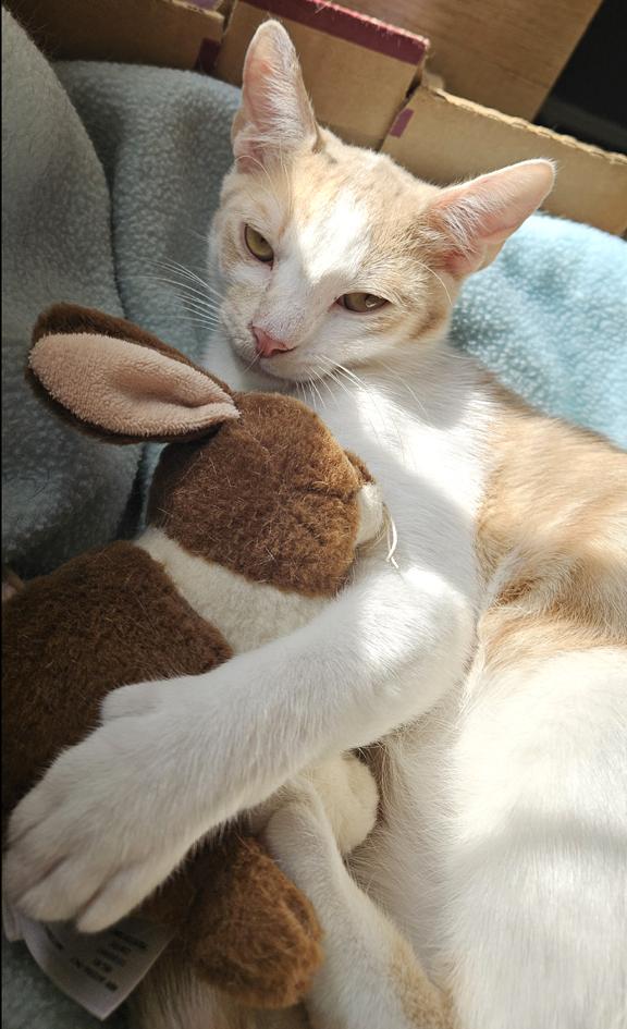 Enlarge Rhett a Sweet & Handsome Kitten Who Purrs a Lot , a ADOPTABLE Domestic Medium Hair in Metairie, LA image 6/6