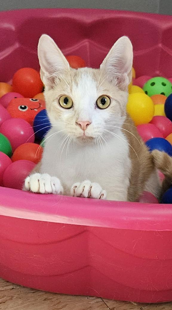 Rhett a Sweet & Handsome Kitten Who Purrs a Lot , ADOPTABLE, Young Male Domestic Medium Hair.