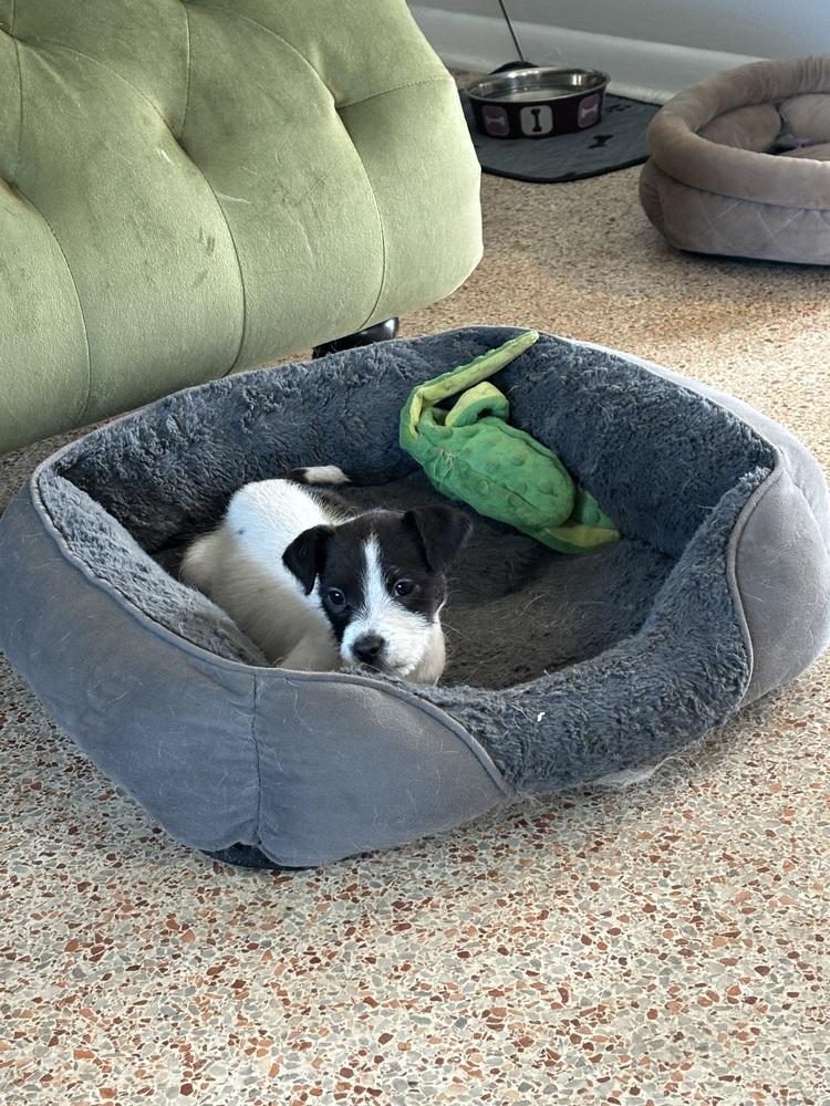 Moxie, a Adoptable mixed breed in Orlando, FL image 1/6