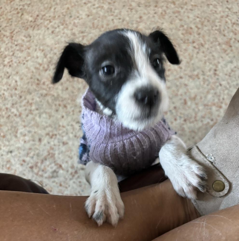 Moxie, a Adoptable mixed breed in Orlando, FL image 2/6