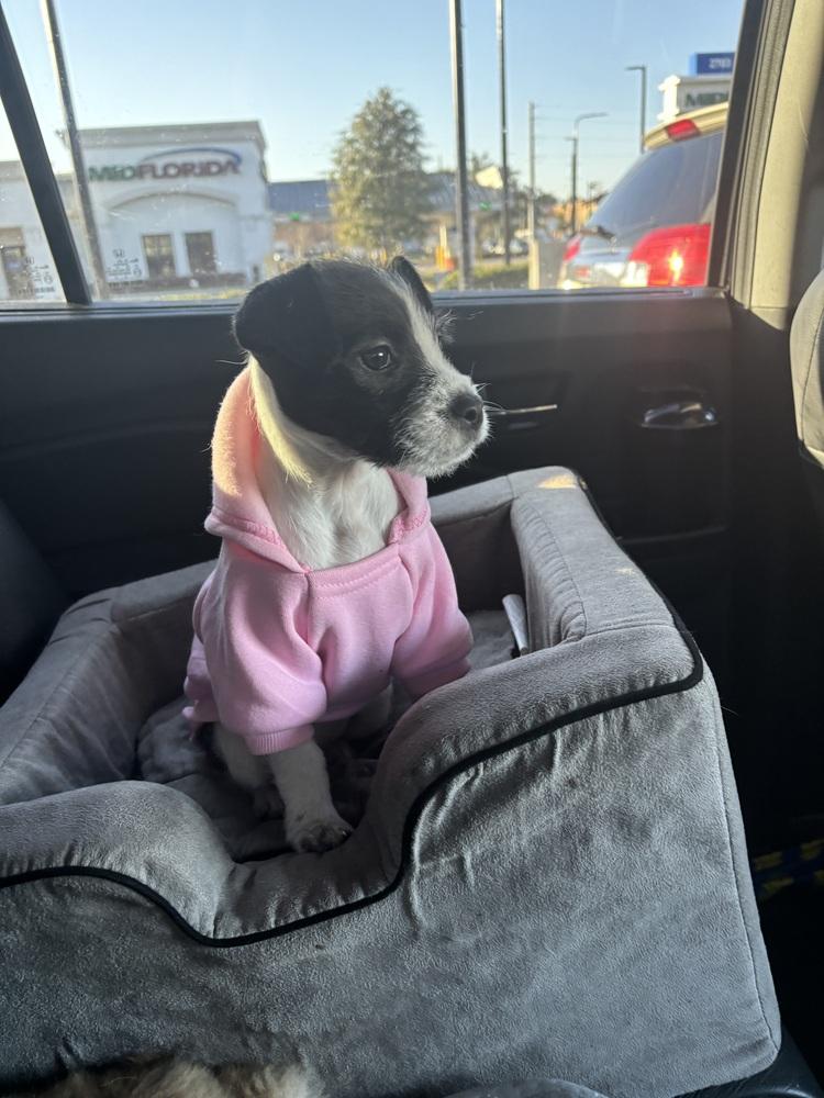 Moxie, a Adoptable mixed breed in Orlando, FL image 3/6