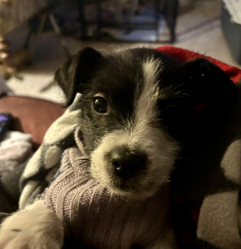 Moxie, a Adoptable mixed breed in Orlando, FL image 4/6