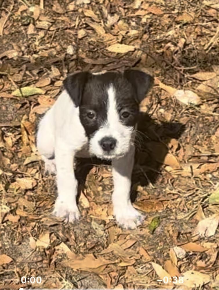 Moxie, a Adoptable mixed breed in Orlando, FL image 5/6