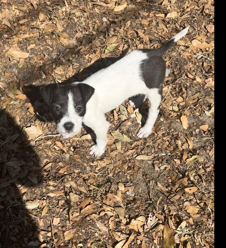 Moxie, a Adoptable mixed breed in Orlando, FL image 6/6