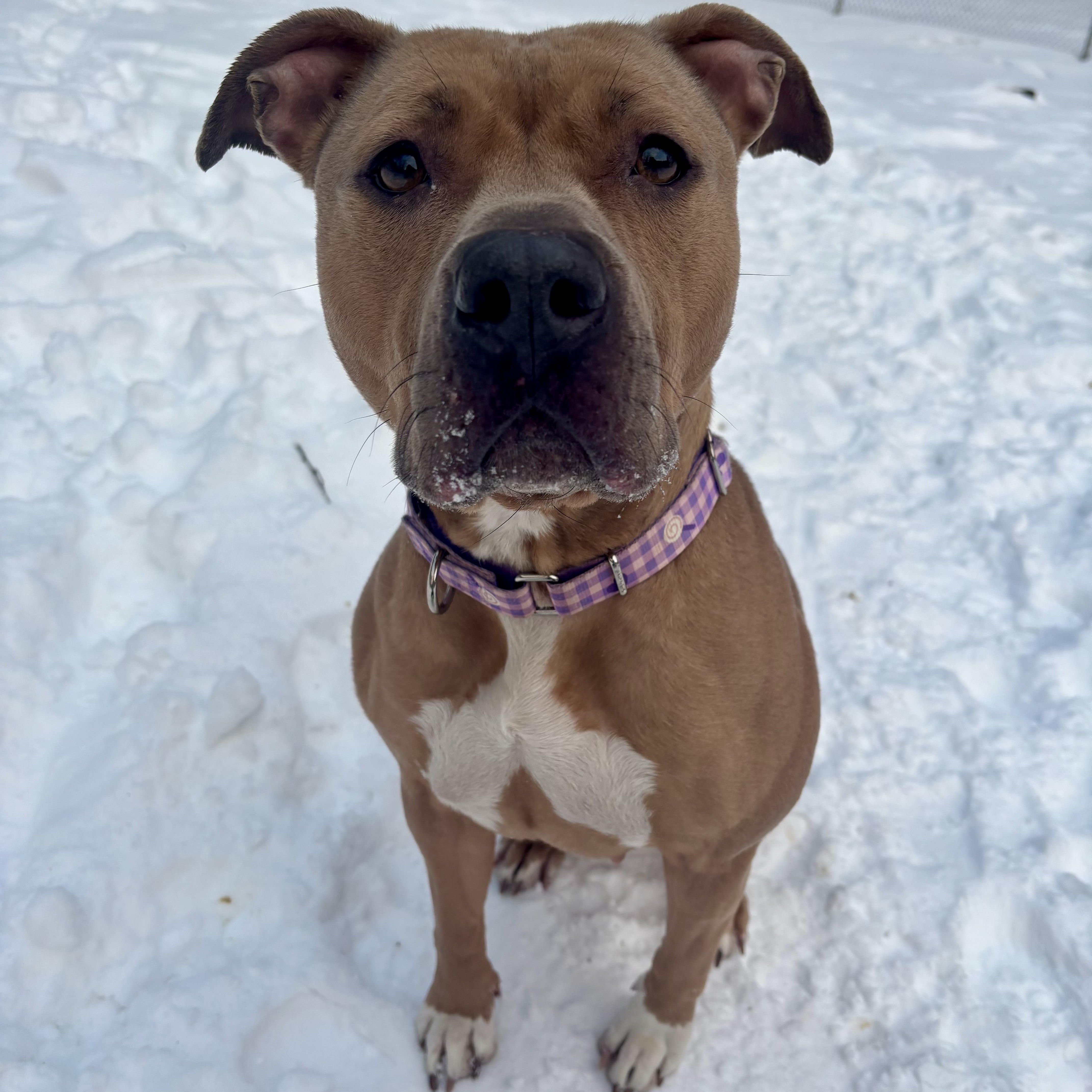 Oakley, ADOPTABLE, Young Female Pit Bull Terrier.