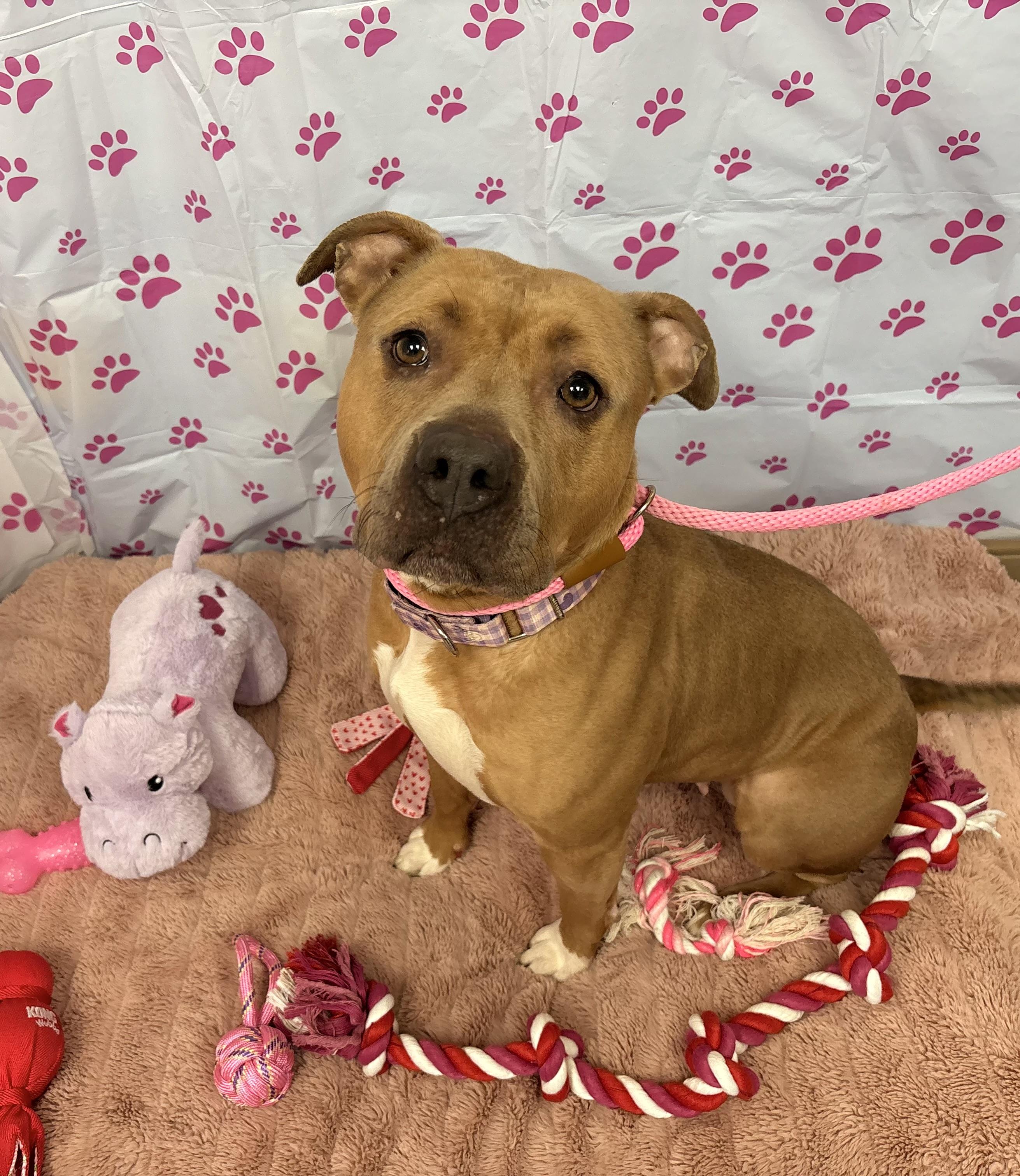 Oakley, ADOPTABLE, Young Female Pit Bull Terrier.