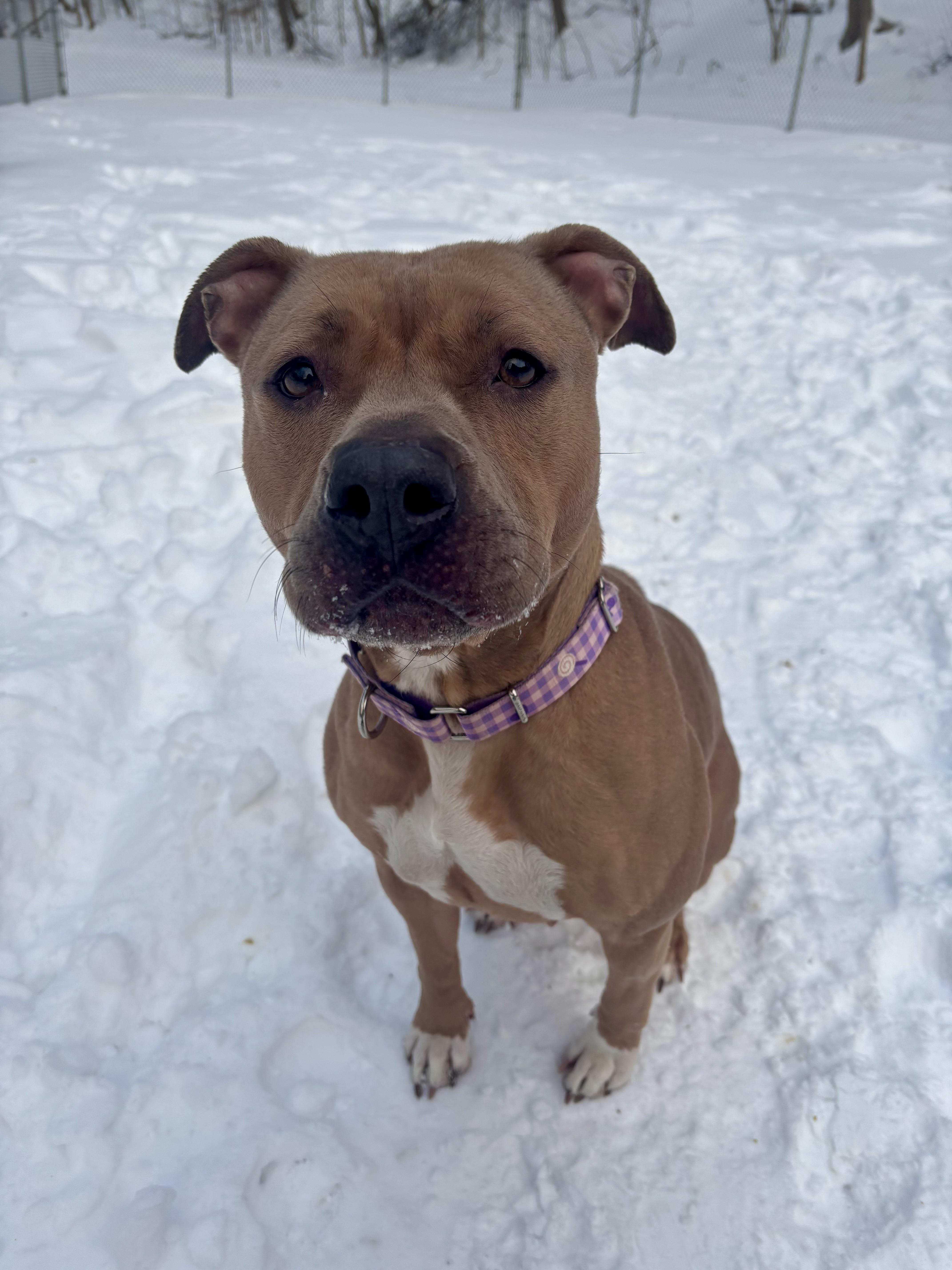 Oakley, a ADOPTABLE mixed breed in White Oak, PA image 4/6