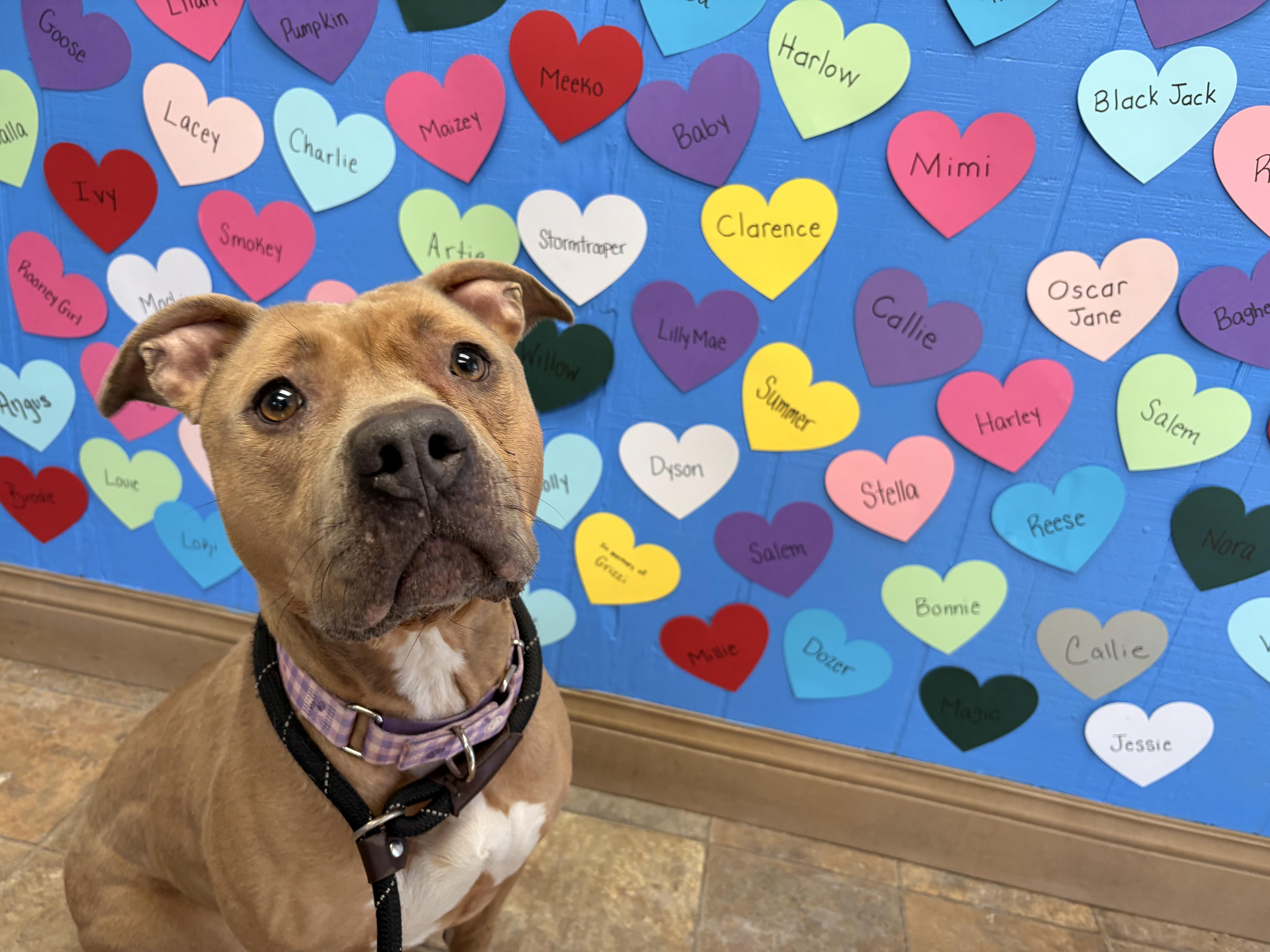 Oakley, a ADOPTABLE mixed breed in White Oak, PA image 3/6
