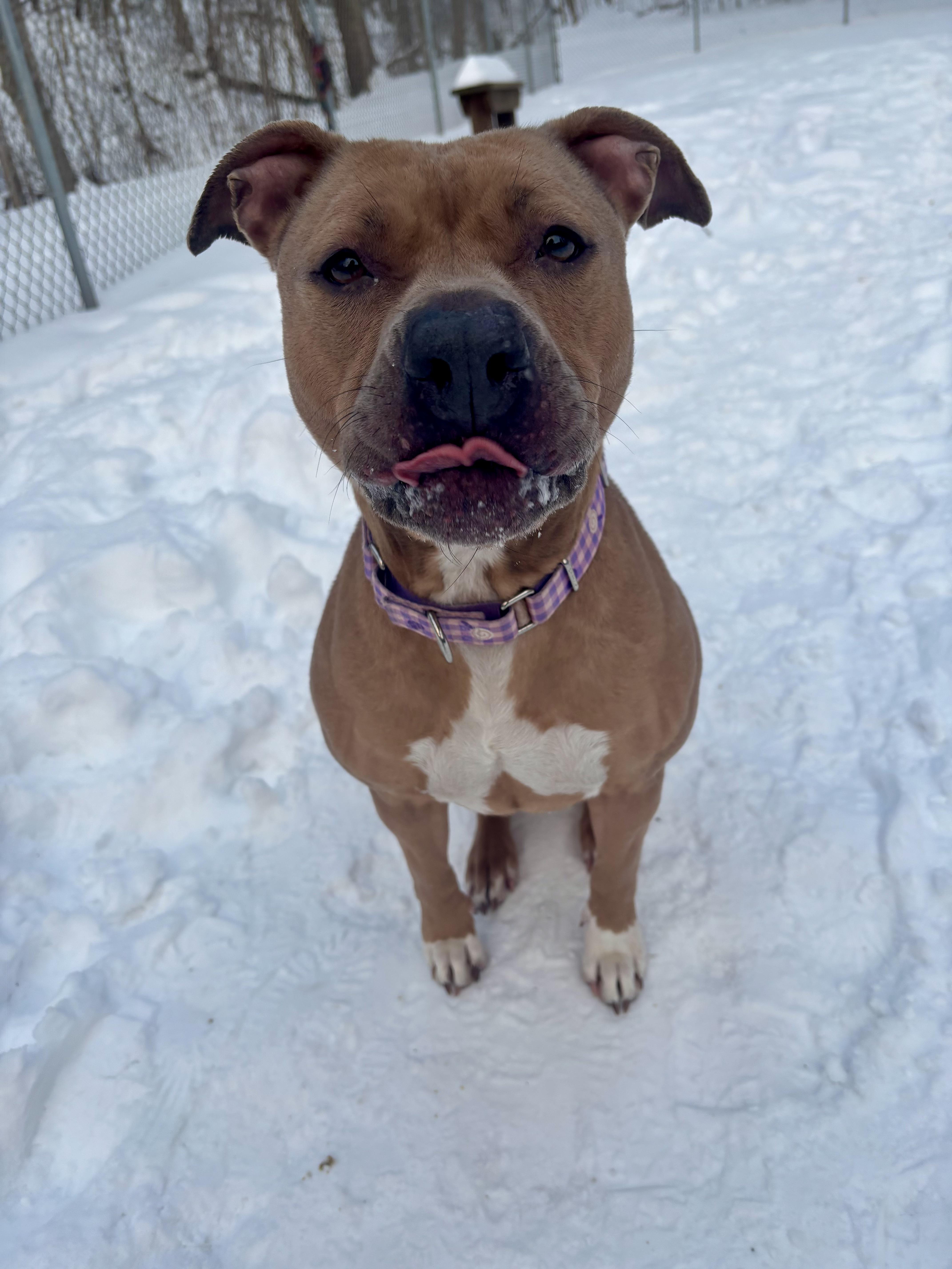 Oakley, a ADOPTABLE mixed breed in White Oak, PA image 6/6