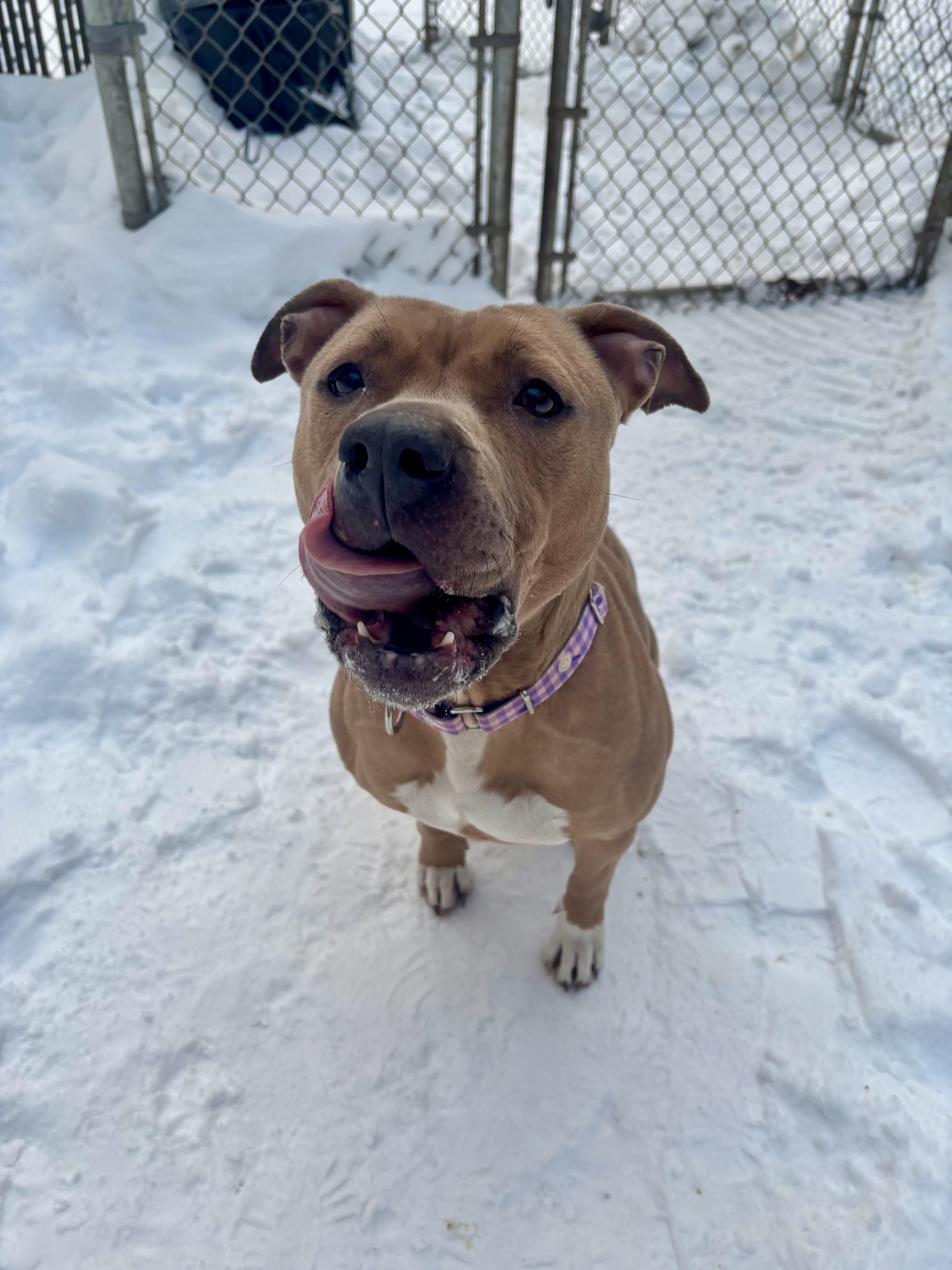 Oakley, a ADOPTABLE mixed breed in White Oak, PA image 5/6