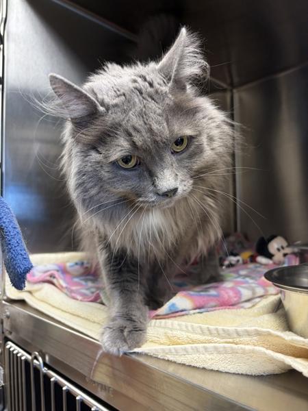 Enlarge Scruffy, a Adoptable mixed breed in Great Falls, MT image 1/1